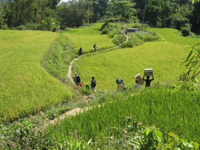 People walking a path through bright green rice fields